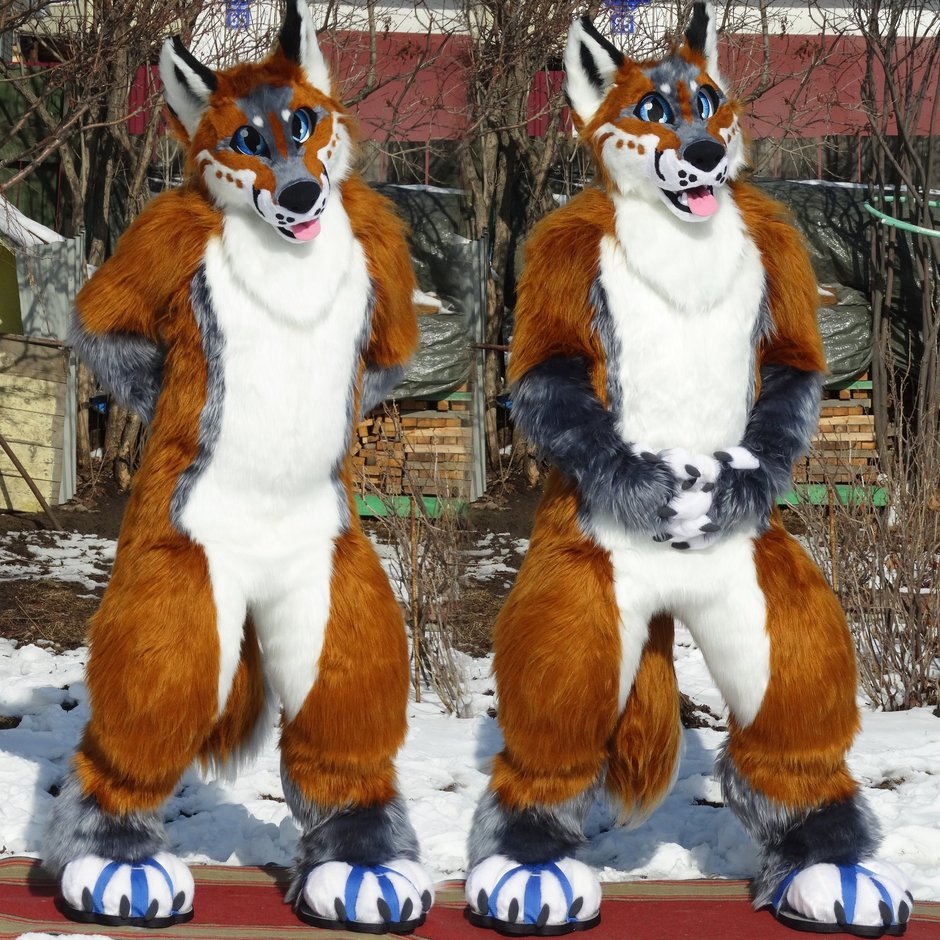 #Fox_Grey #furr_club #fursuit #Nuuki The Fox