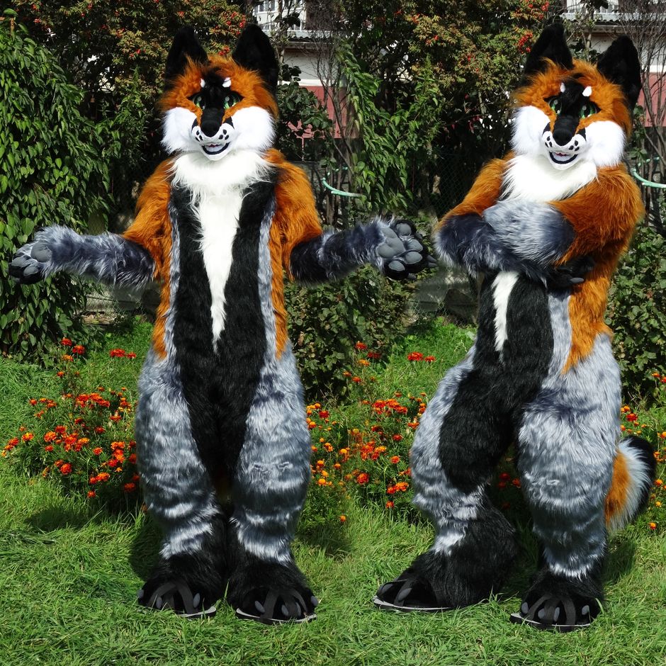 #Fox_Grey #furr_club #fursuit #Woflie Fox