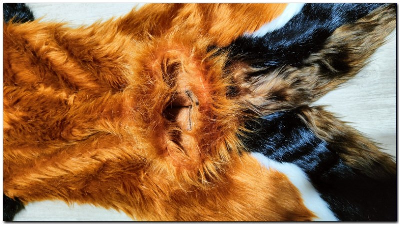 Tail sleeve of fursuit Taymur-II Tiger fursuit #Red Panda II fursuit_project-fursuit #furr_club #fursuit #Tail