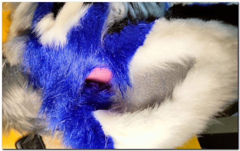 Ears of fursuit project Tiaki #Blue dog fursuitfursuit #furr_club #fursuit