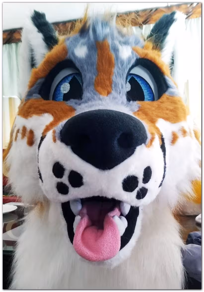 Grey Fox nose detail
