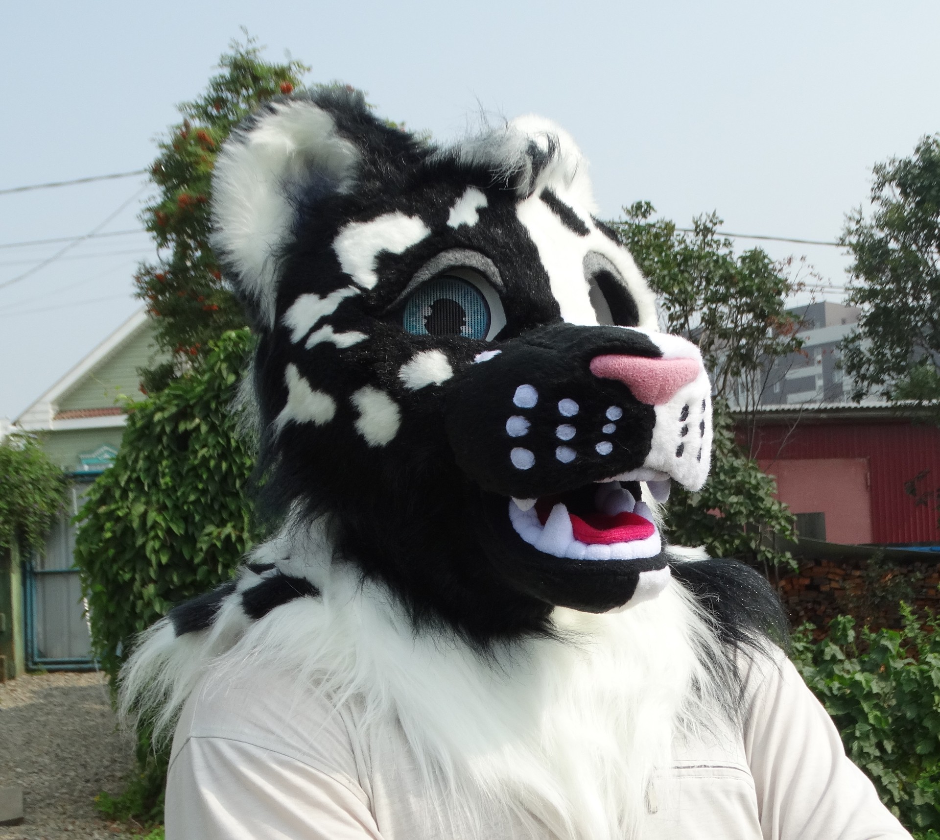 #Leopard_fursuit #furr_club #fursuit #leopard